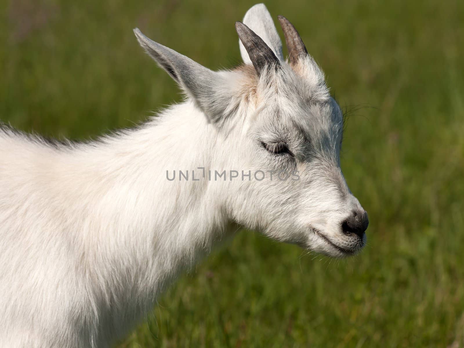 Goat animal by ia_64