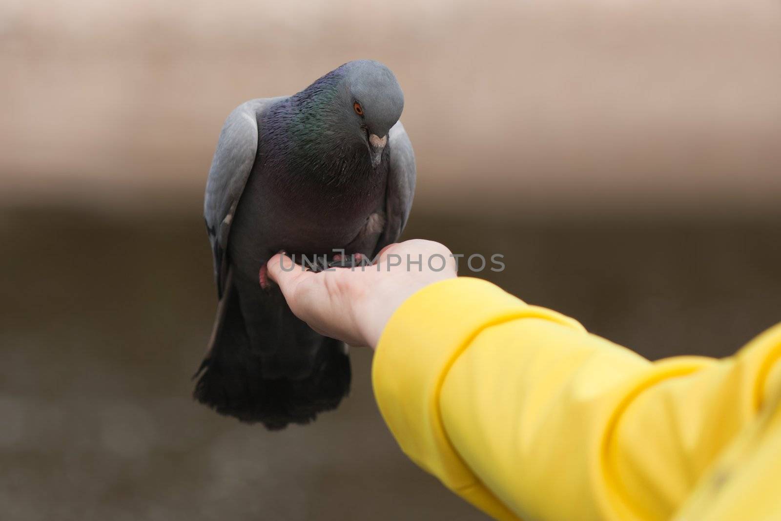 Human feeding pigeon dove by ia_64