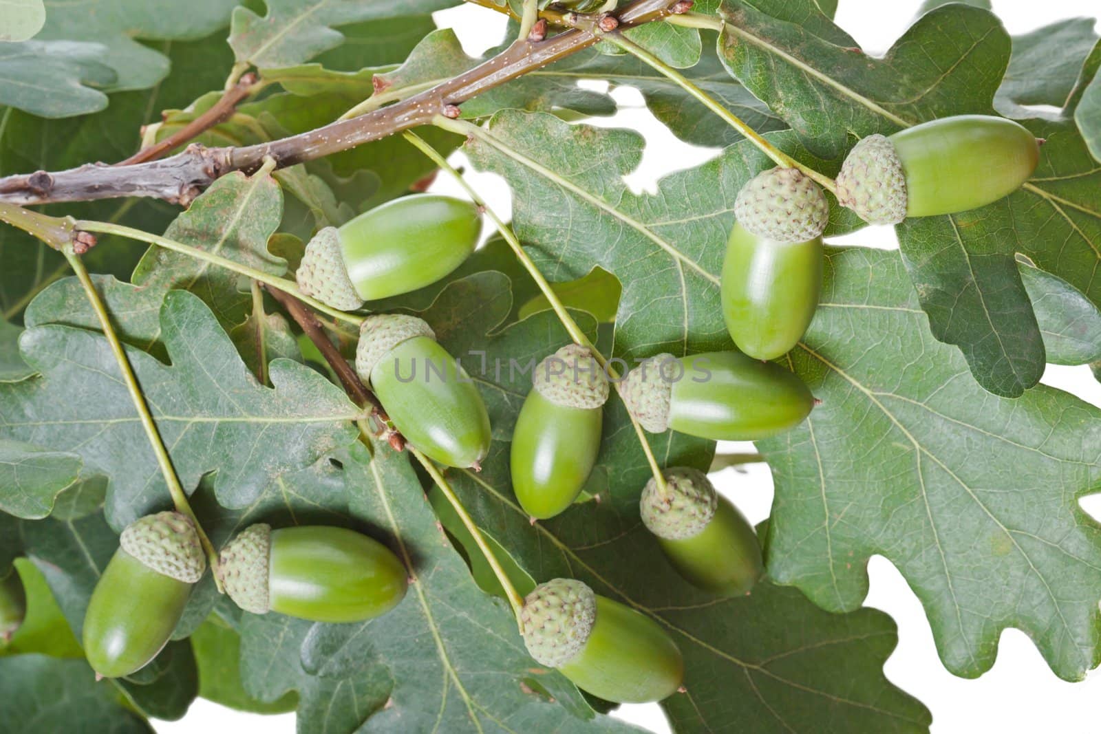 Autumn nature oak tree acorn nut green leaf branch