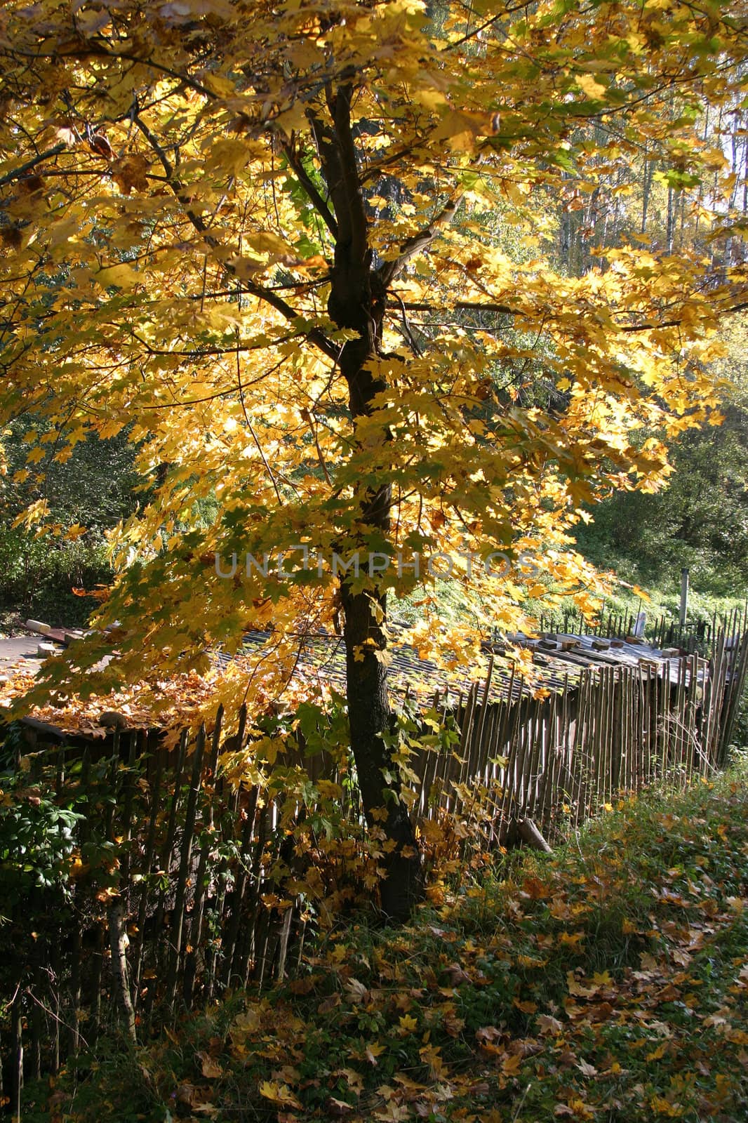 Yellow leaf nature color autumn image