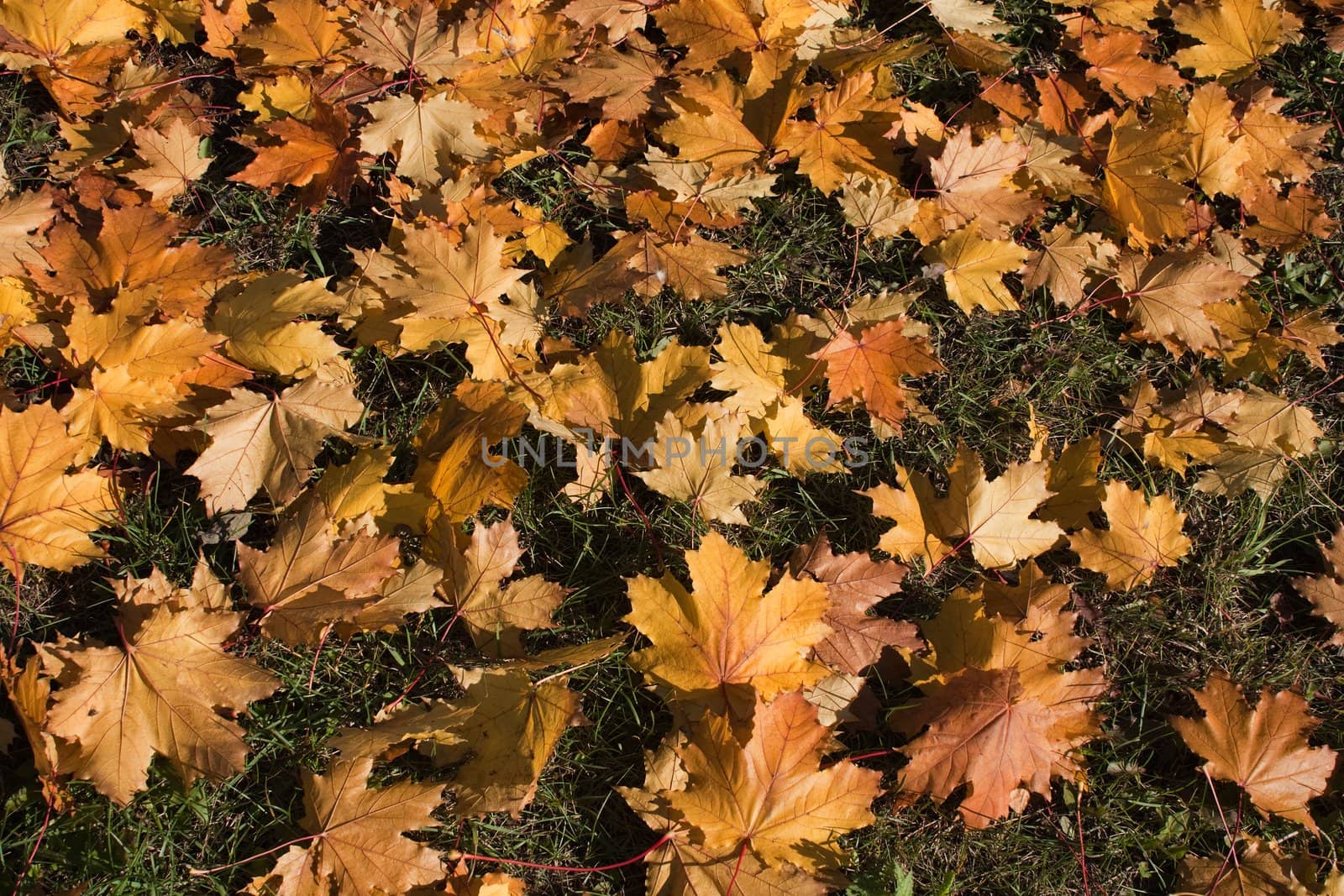 Yellow leaf nature color autumn image