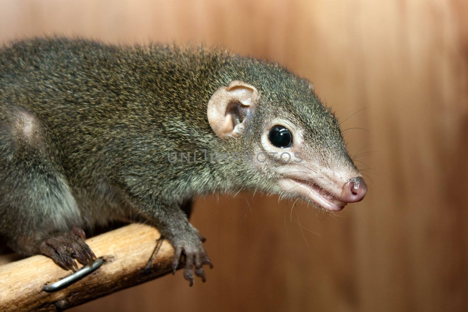 Tupaia glis tree shrew rodent animal fur squirrel