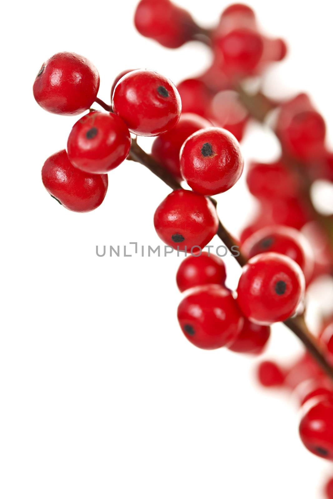 Winterberry Christmas branches with red holly berries