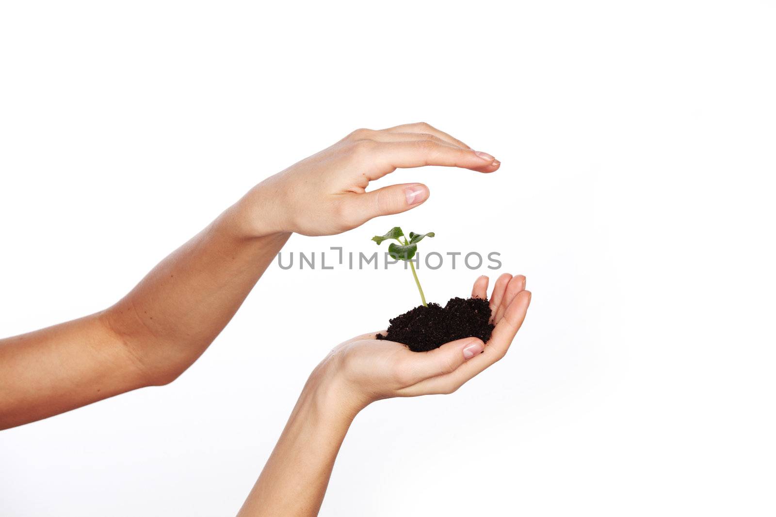  plant in the women hands on a white background