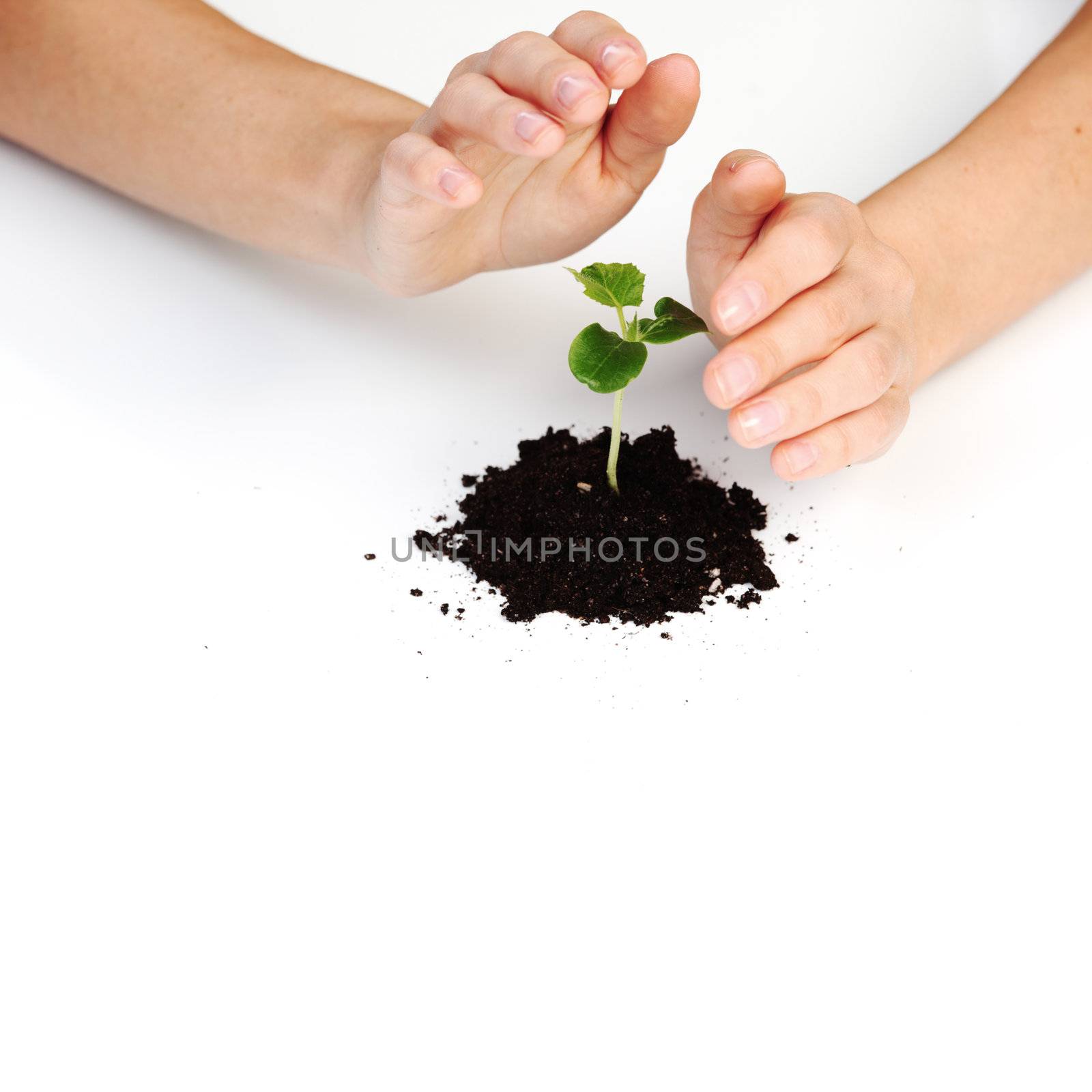 young plant cover their hands on a white background