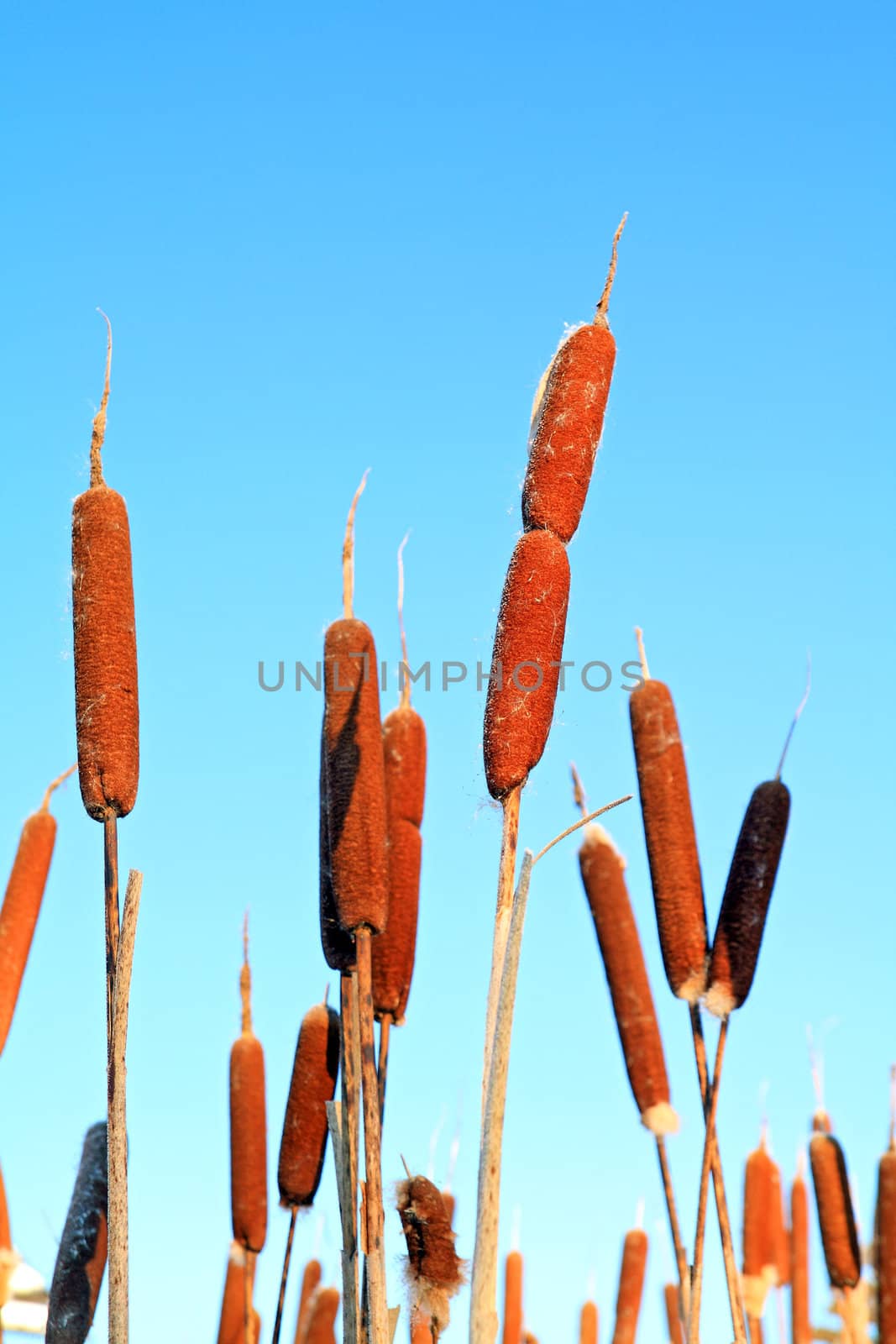 marsh bulrush on celestial background