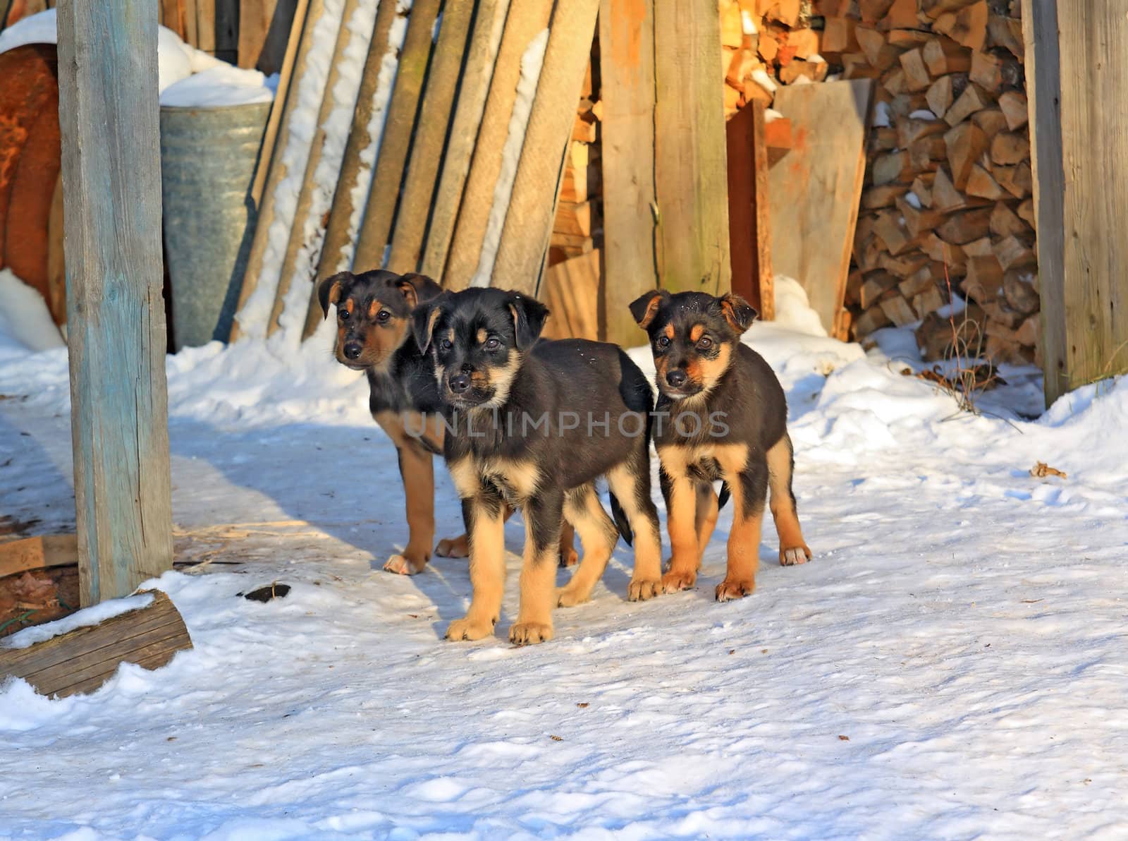 three puppies on cool snow by basel101658