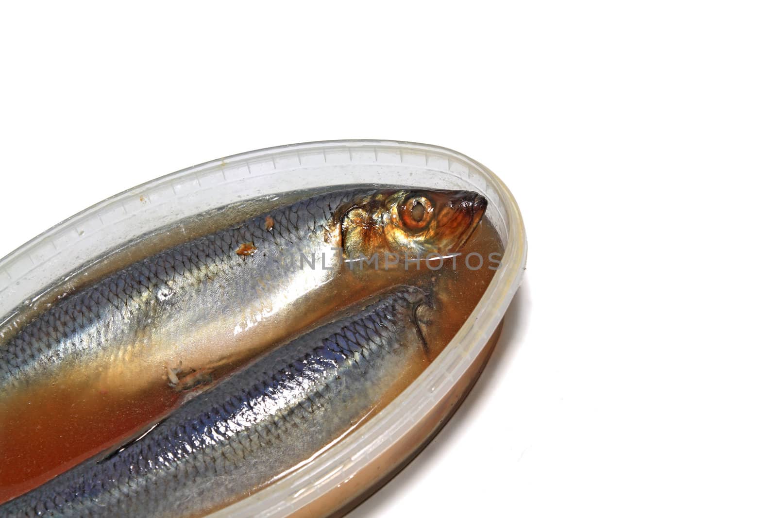 salty herring on white background