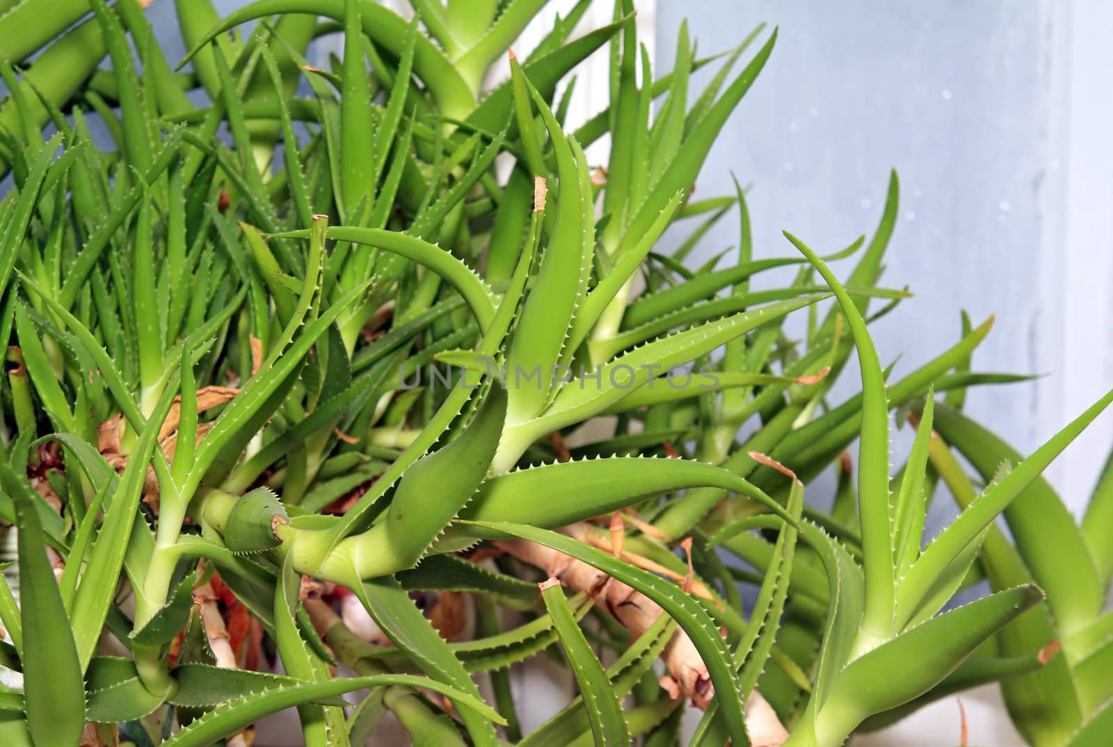 green aloe on winter window