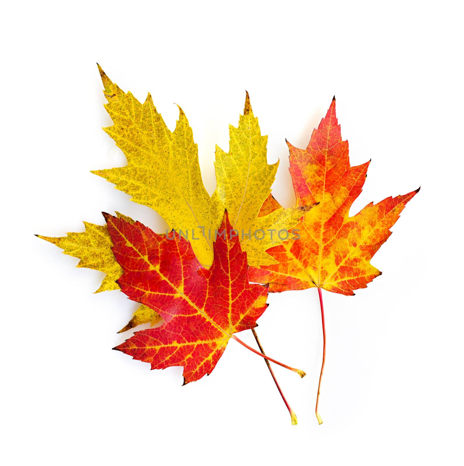 Three colorful fall maple leaves isolated on white background