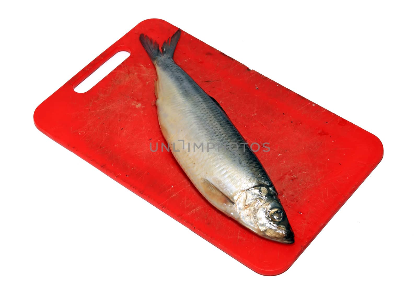 salty herring on white background