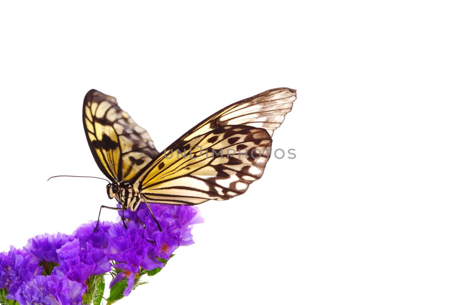 idea leuconoe on violet flower close up