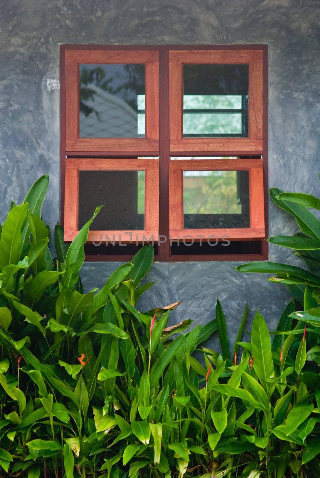 Wooden window frame on concret wall with plants