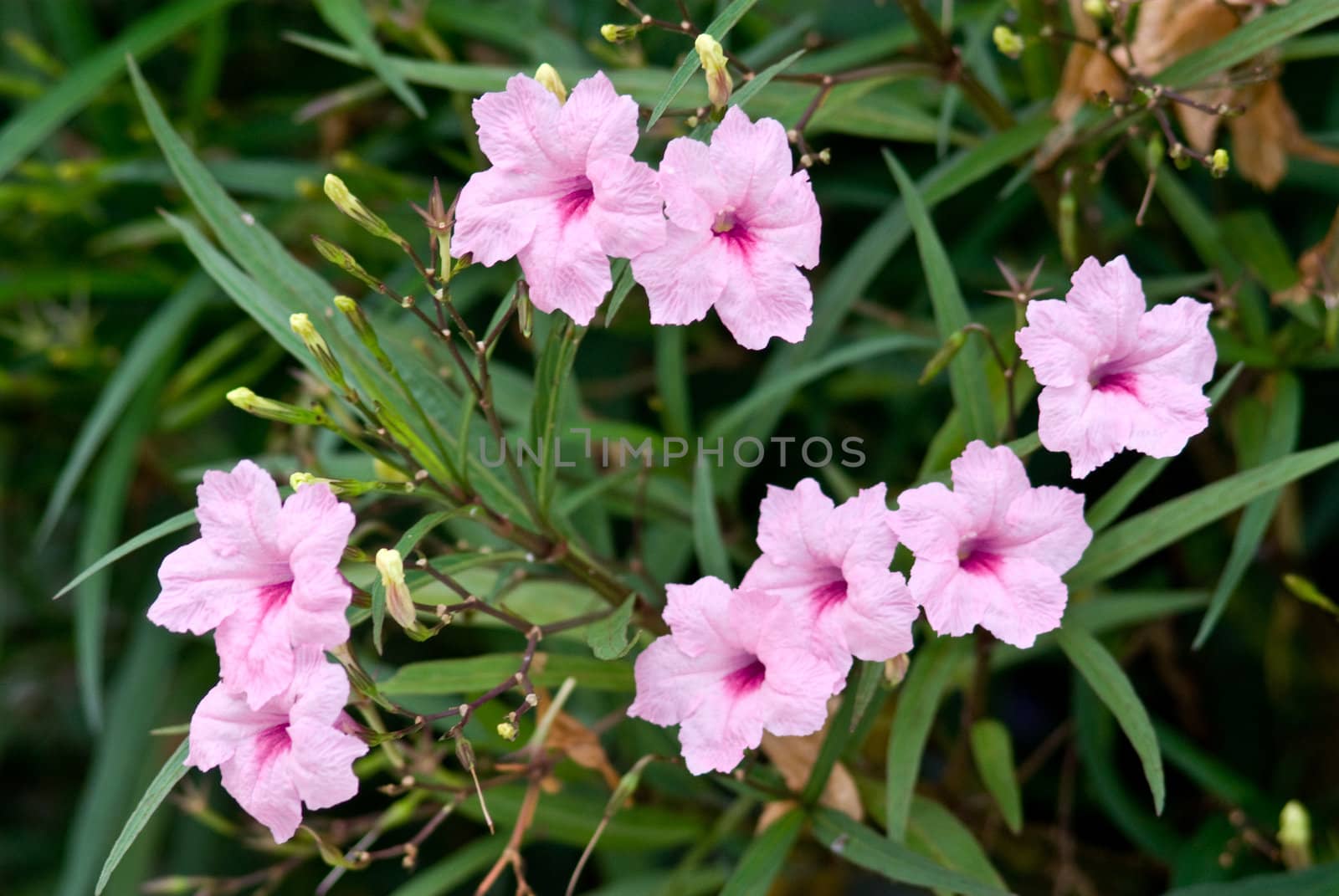 Pink flower in garden