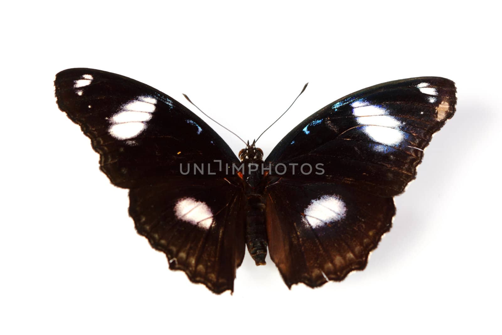 hypolimnas bolina isolated on white