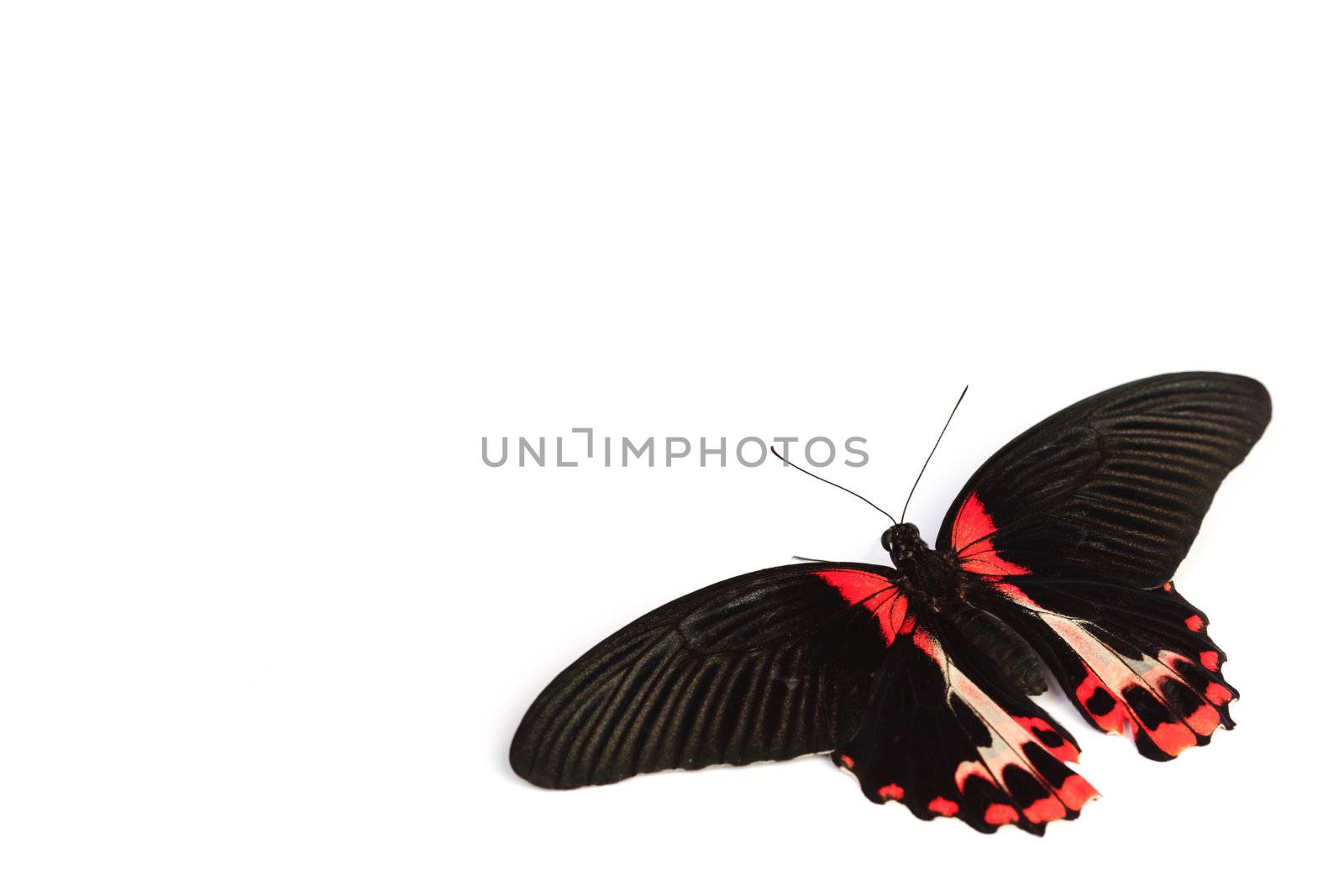 Papilio rumanzovia  isolated on white