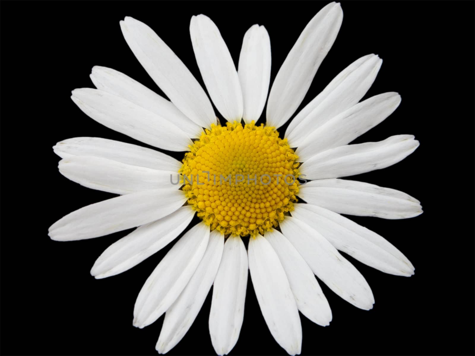 Beauty white nature chamomile flower isolated