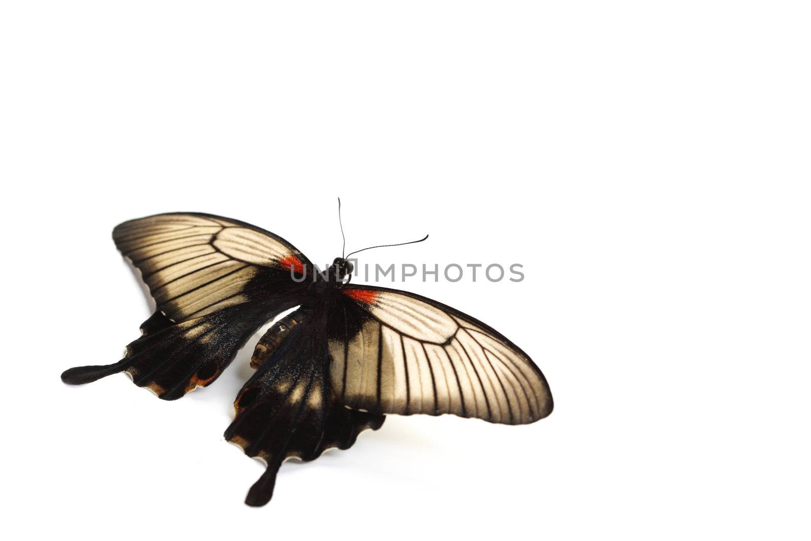 Papilio Lovii  isolated on white