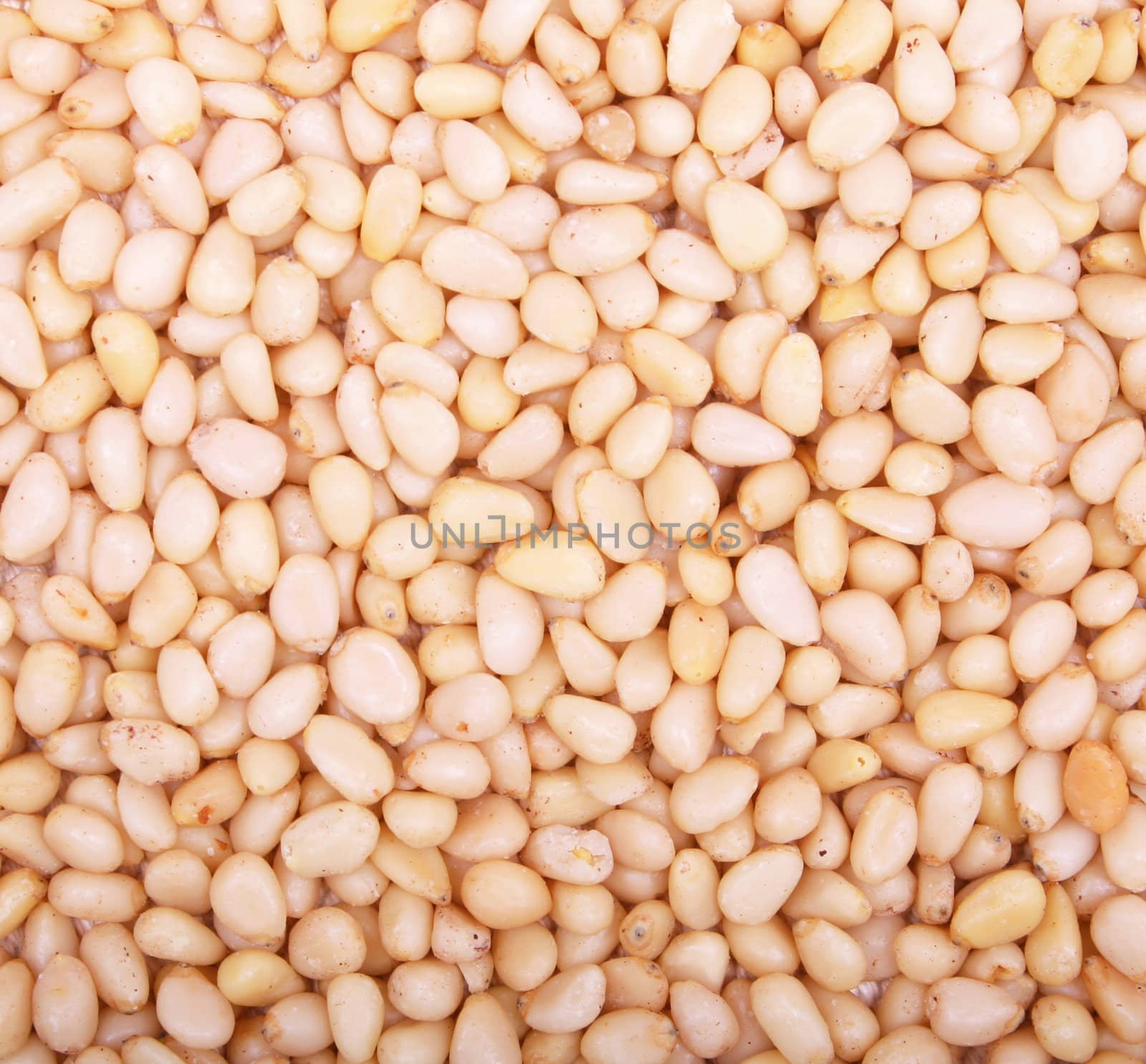 Pine nuts can use as background 
