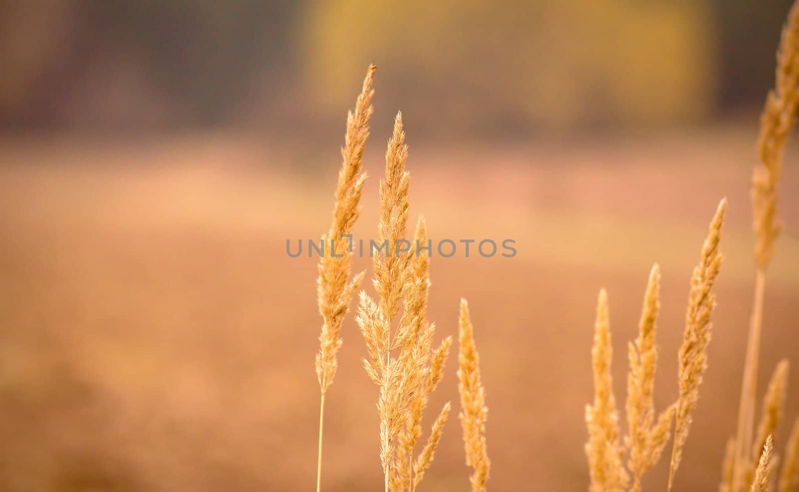 Close-up of yellow autumn grass after dry summer  by artush