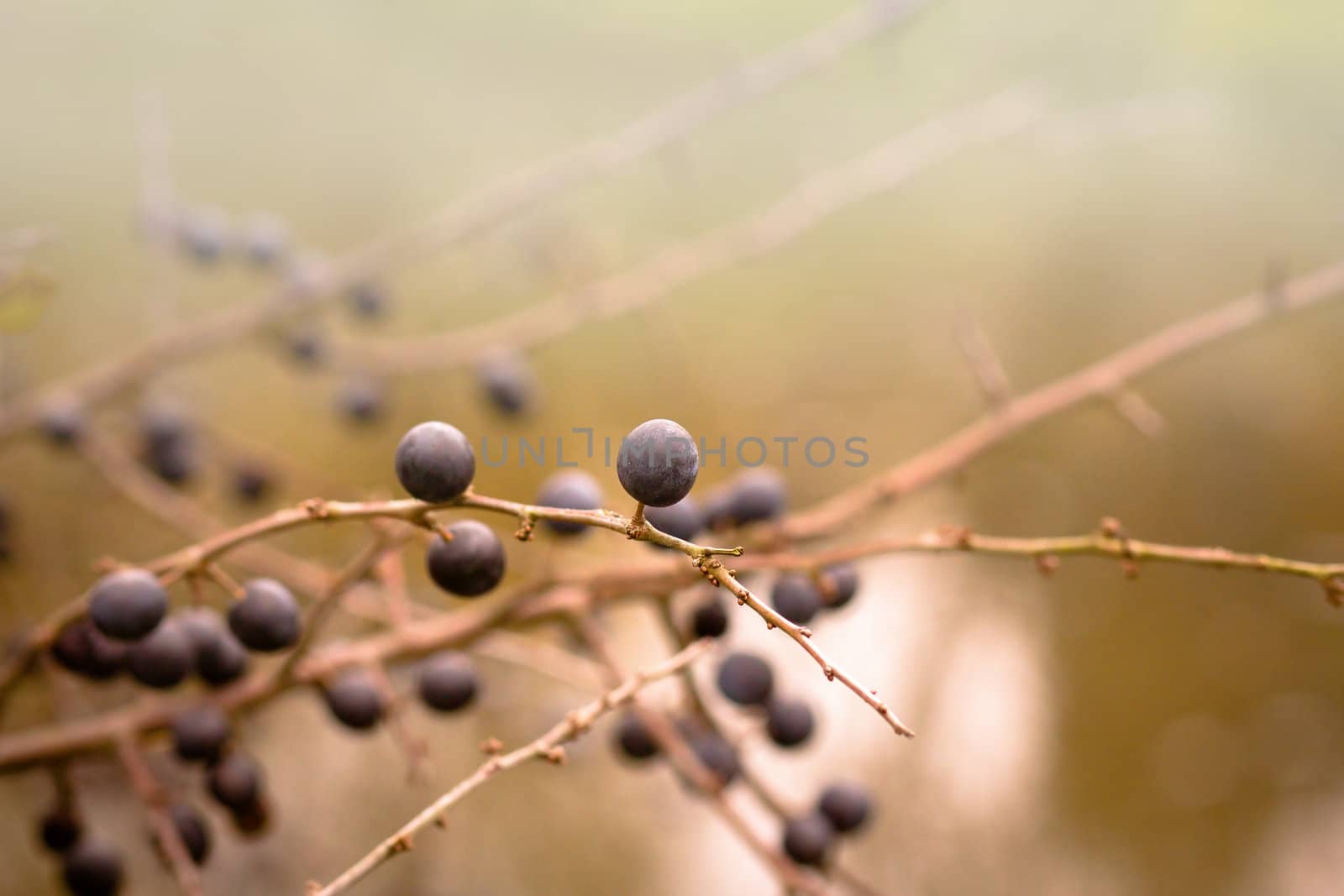 Autumn background with blackthorn with very shallow focus  by artush