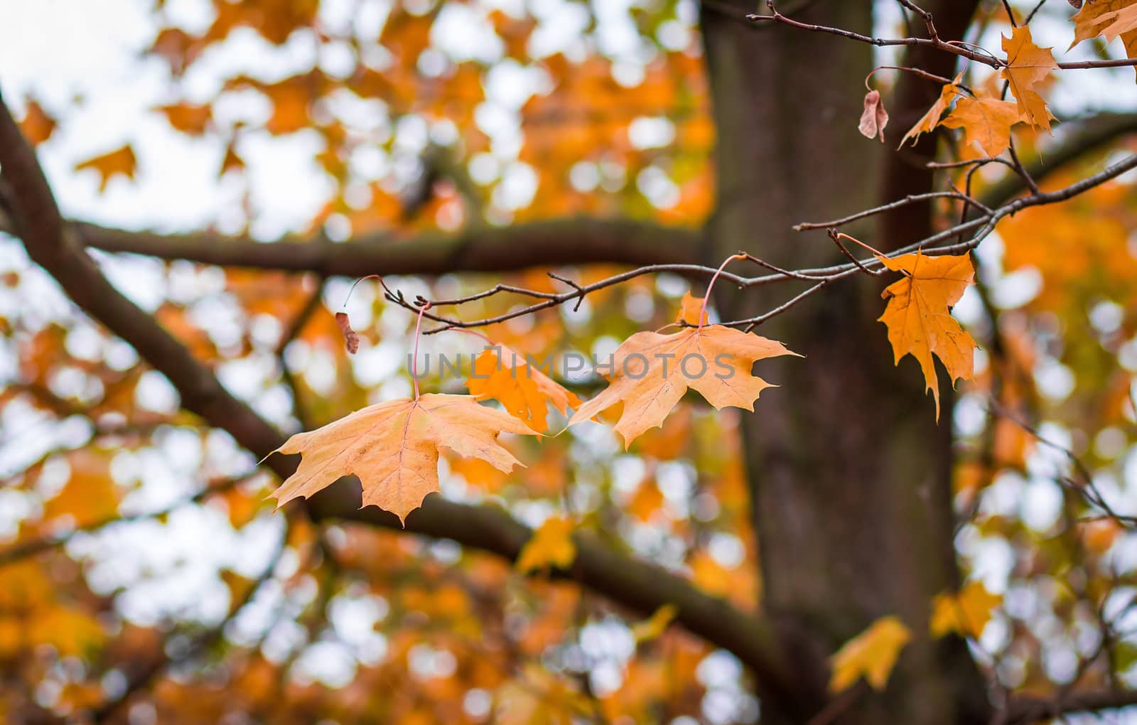 Orange autumn maple leaves with shallow focus background 