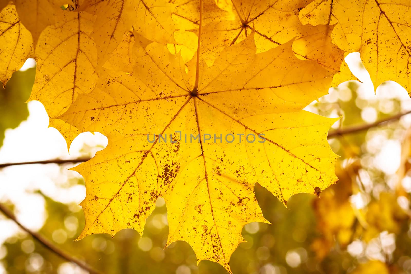 Yellow autumn maple leaves with shallow focus background 