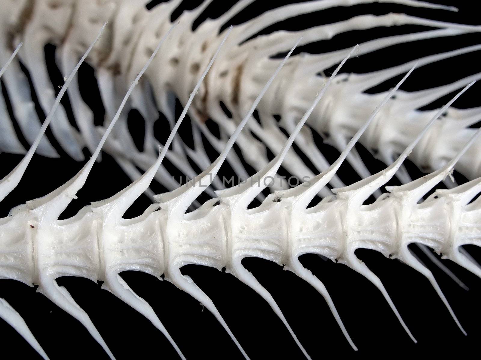 Sea fish white bone close-up