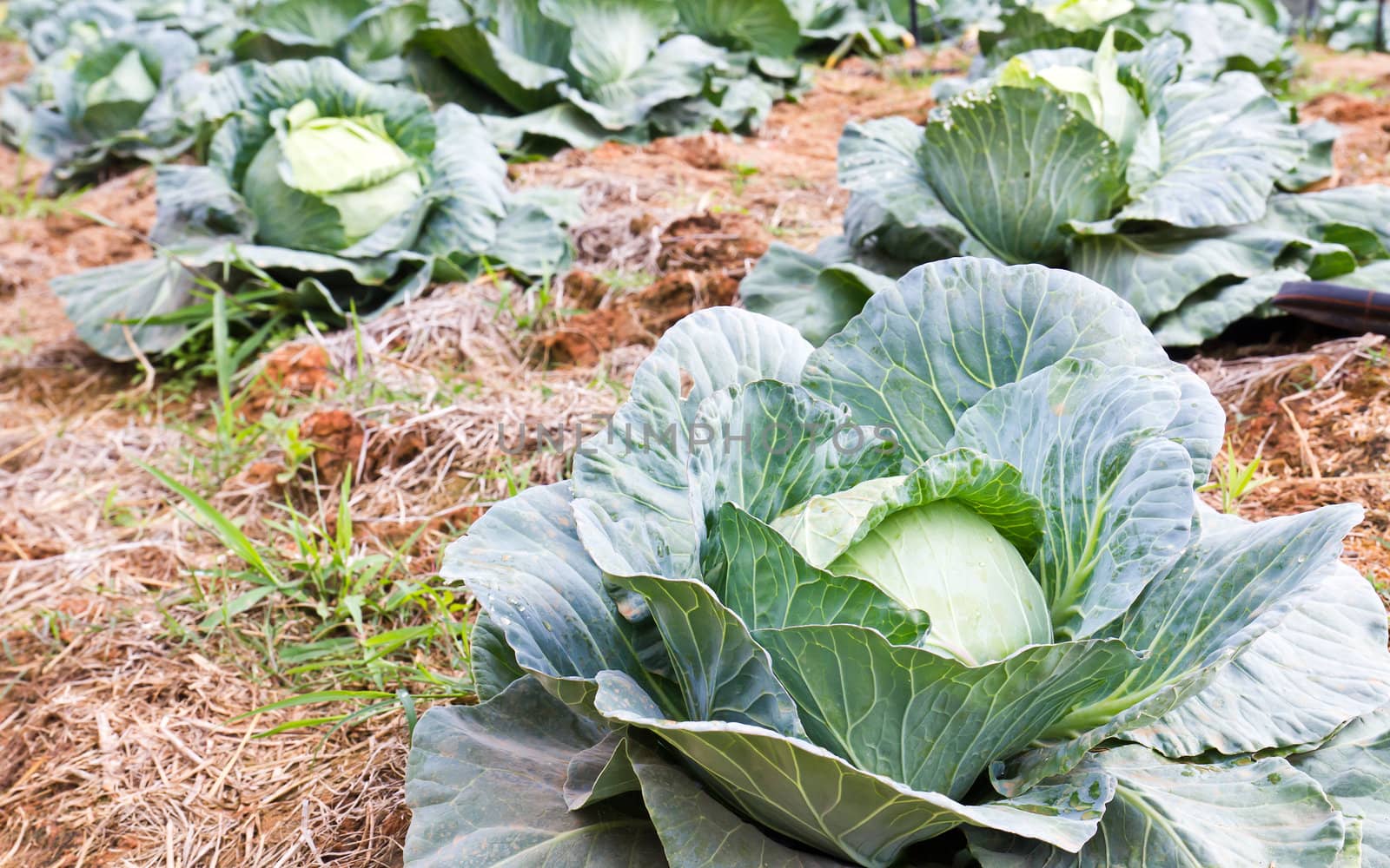 Cabbage fields in Thailand, rows of vegetable food