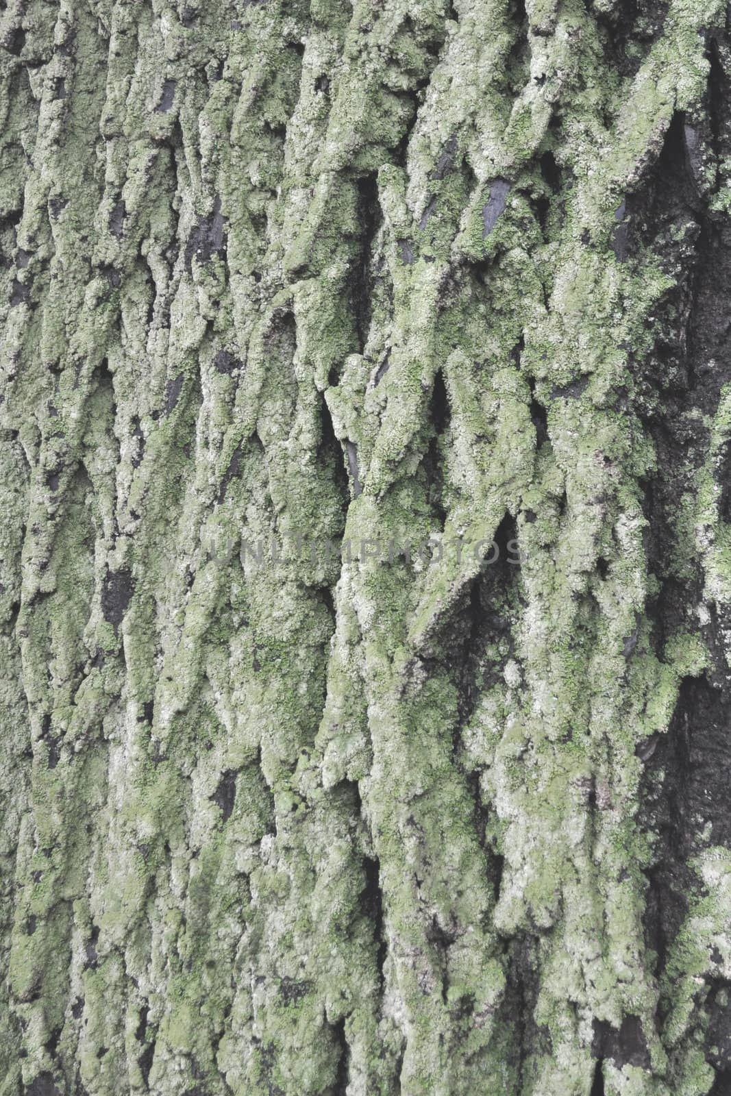 Green moss plants on a tree useful as a background