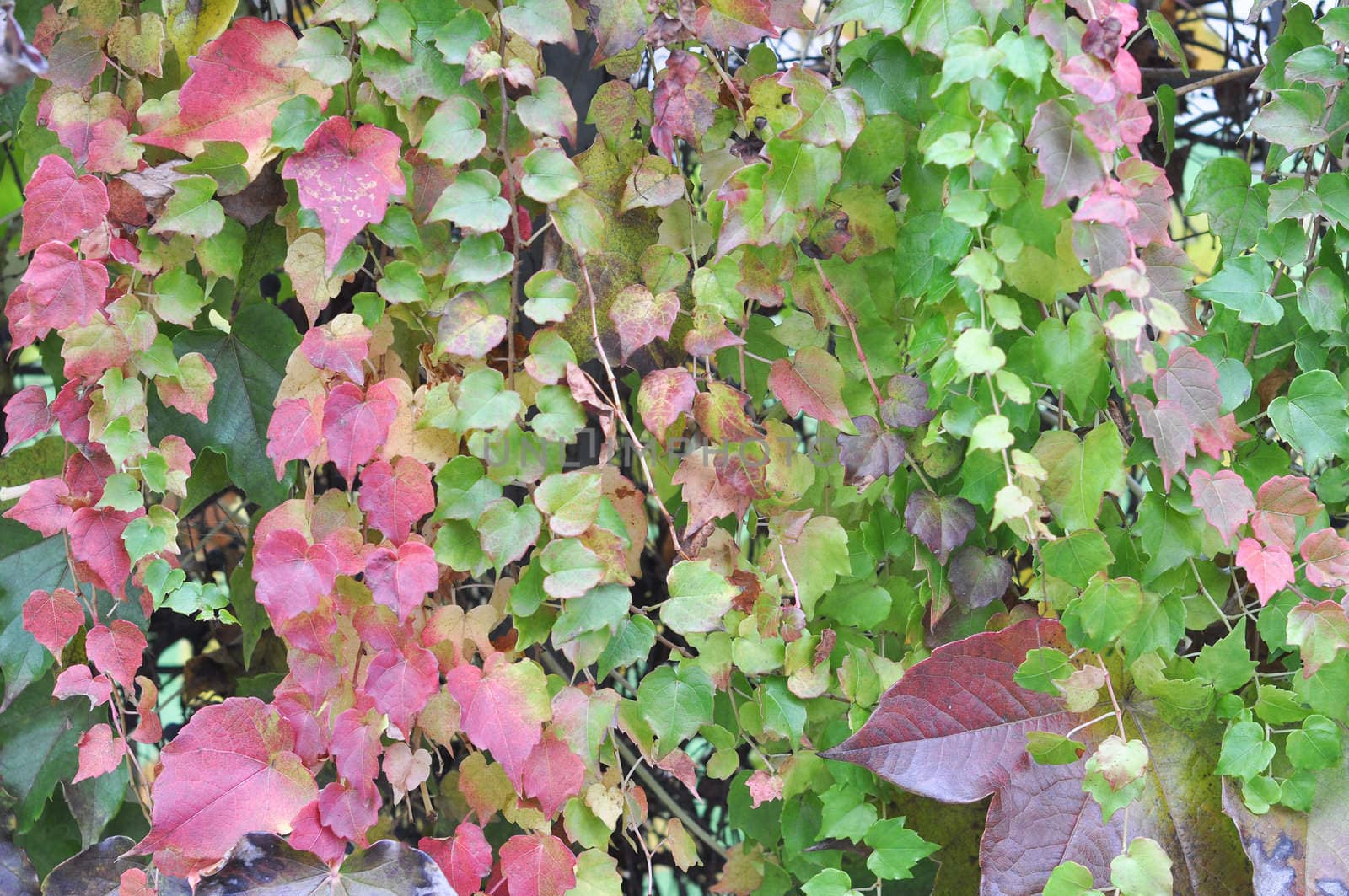 Green ivy leaves useful as a background