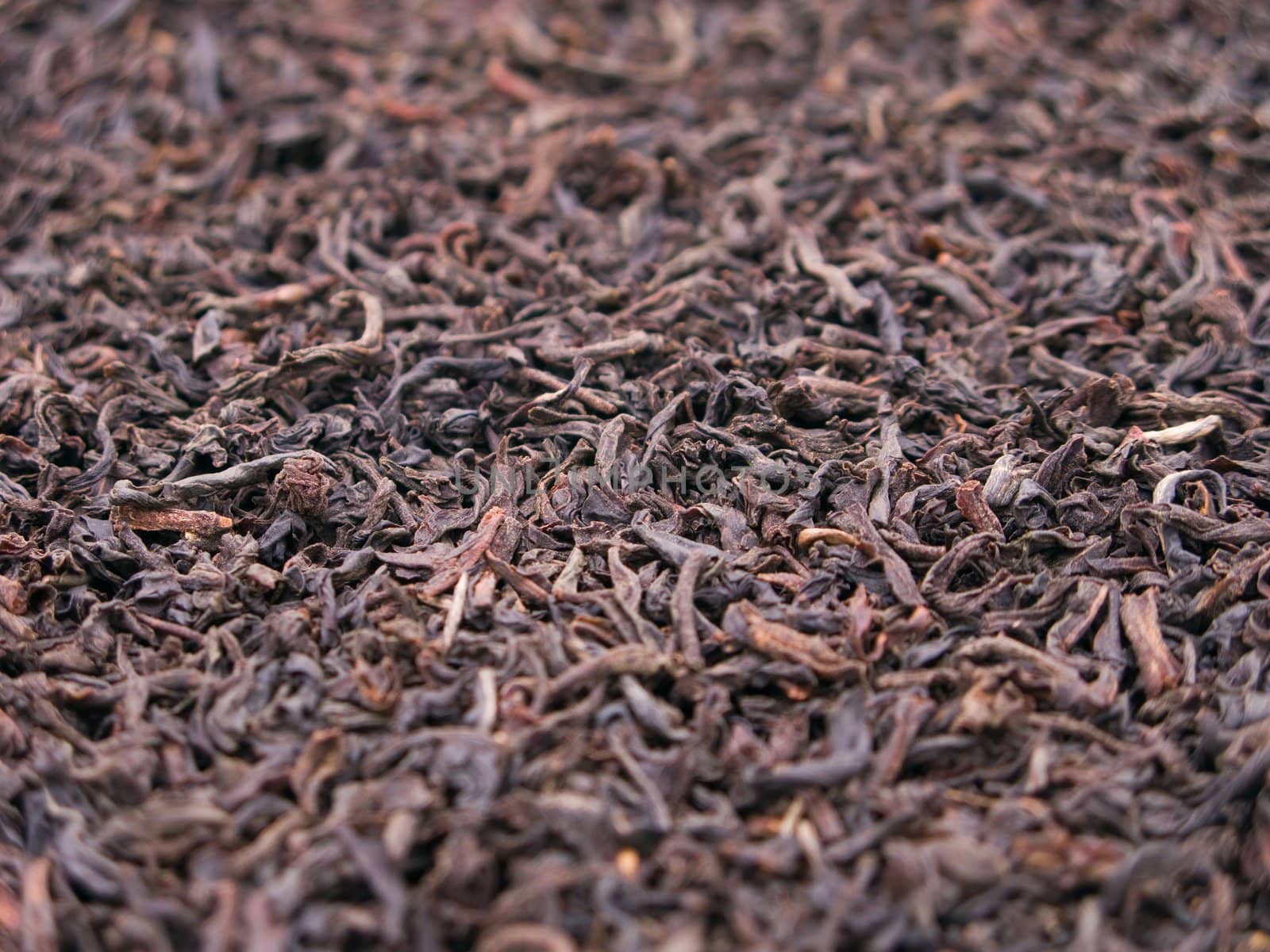 Black tea crop leaf for healthy lifestyle drink