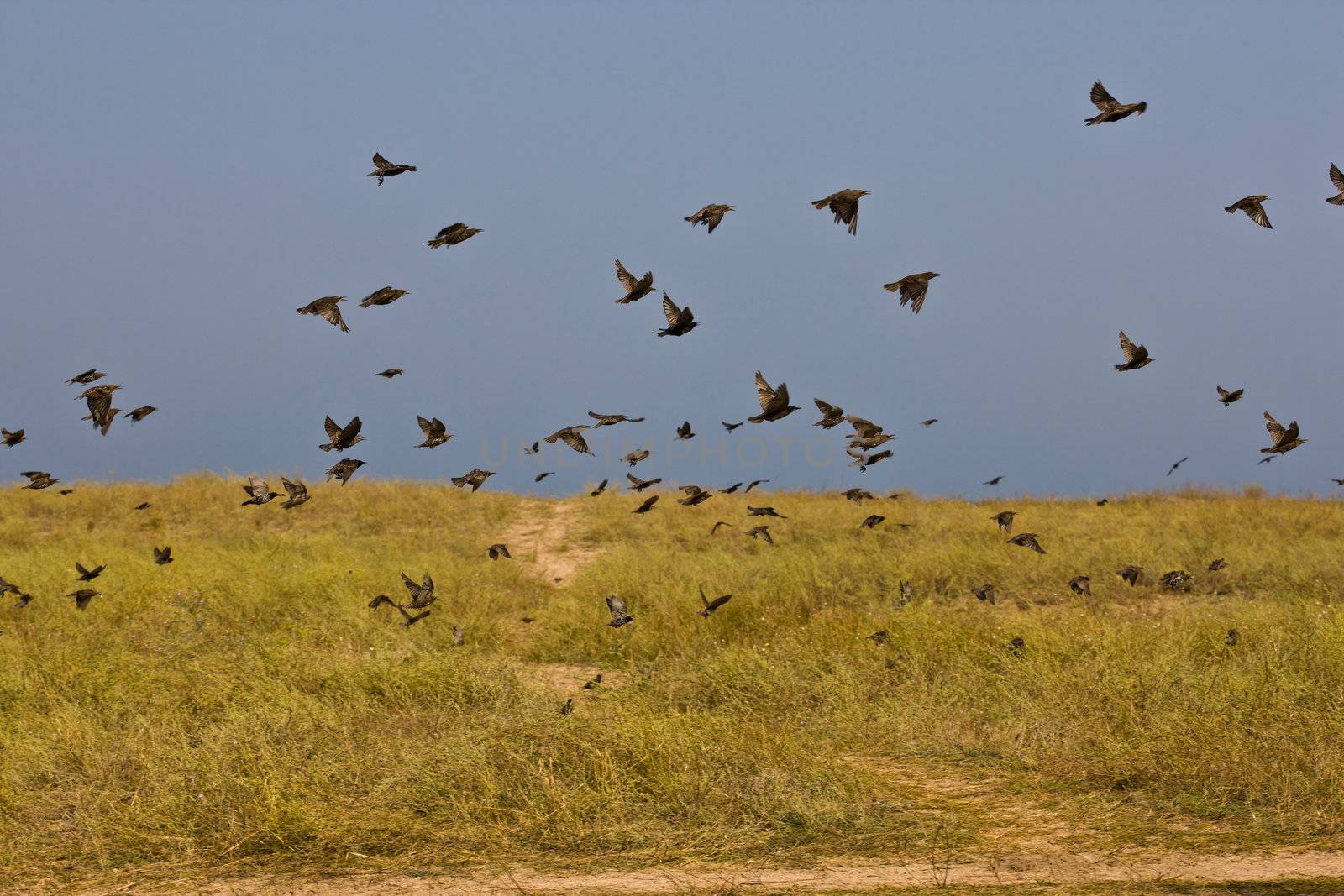 nature series: flock of birds in summer