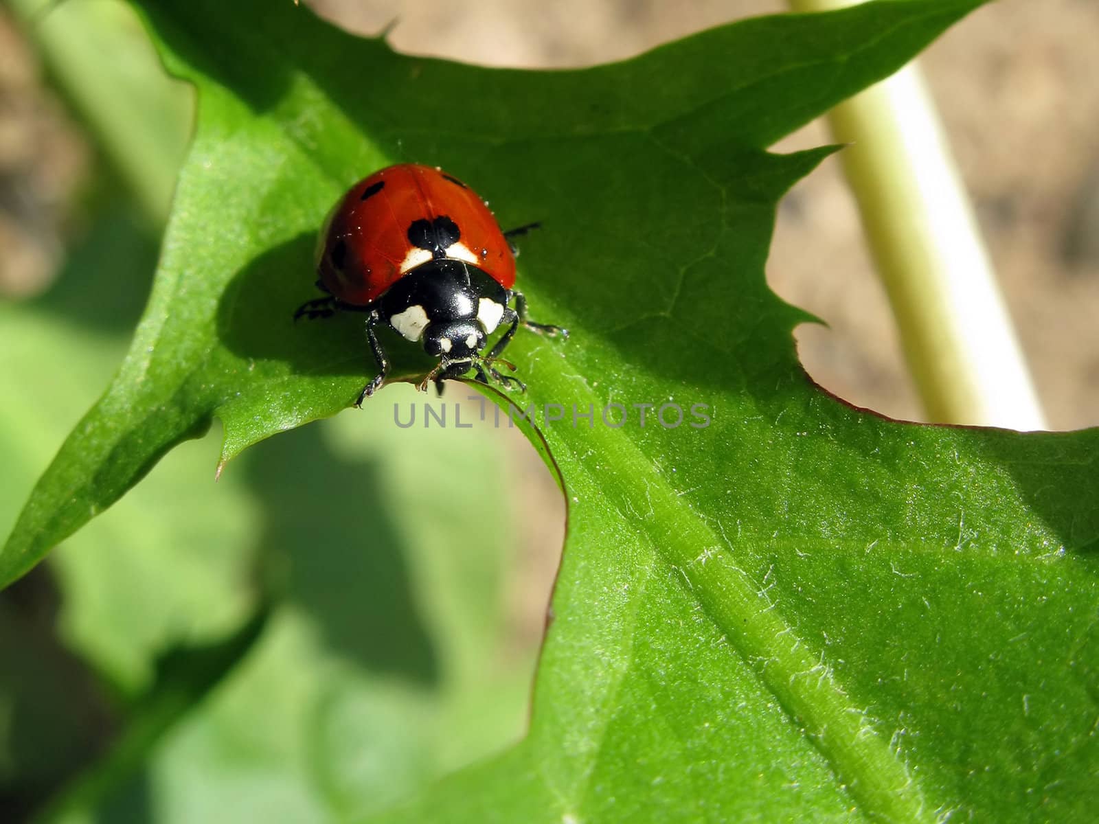 Insect beetle nature macro on green background