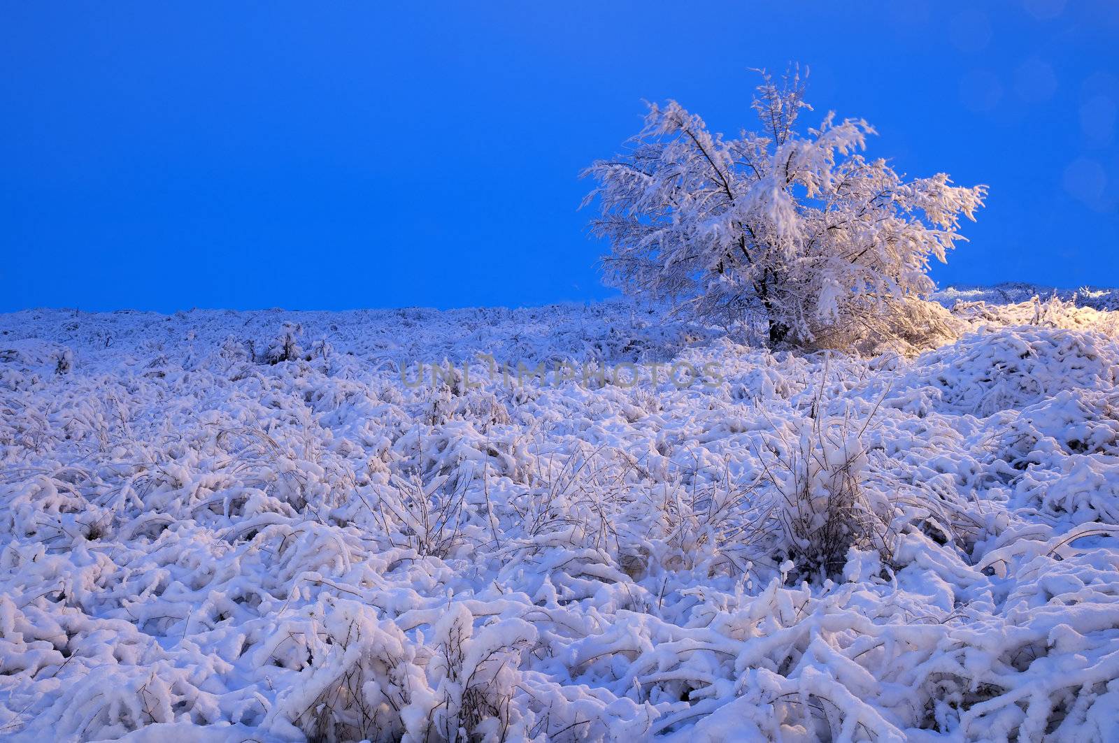 winter scene, snow scene at night
