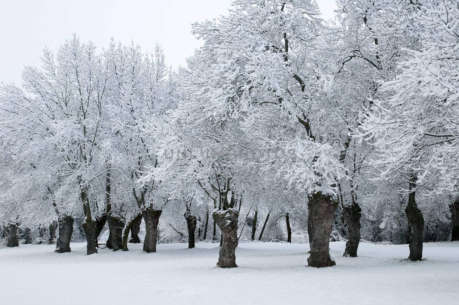 winter landscape of snowy forest