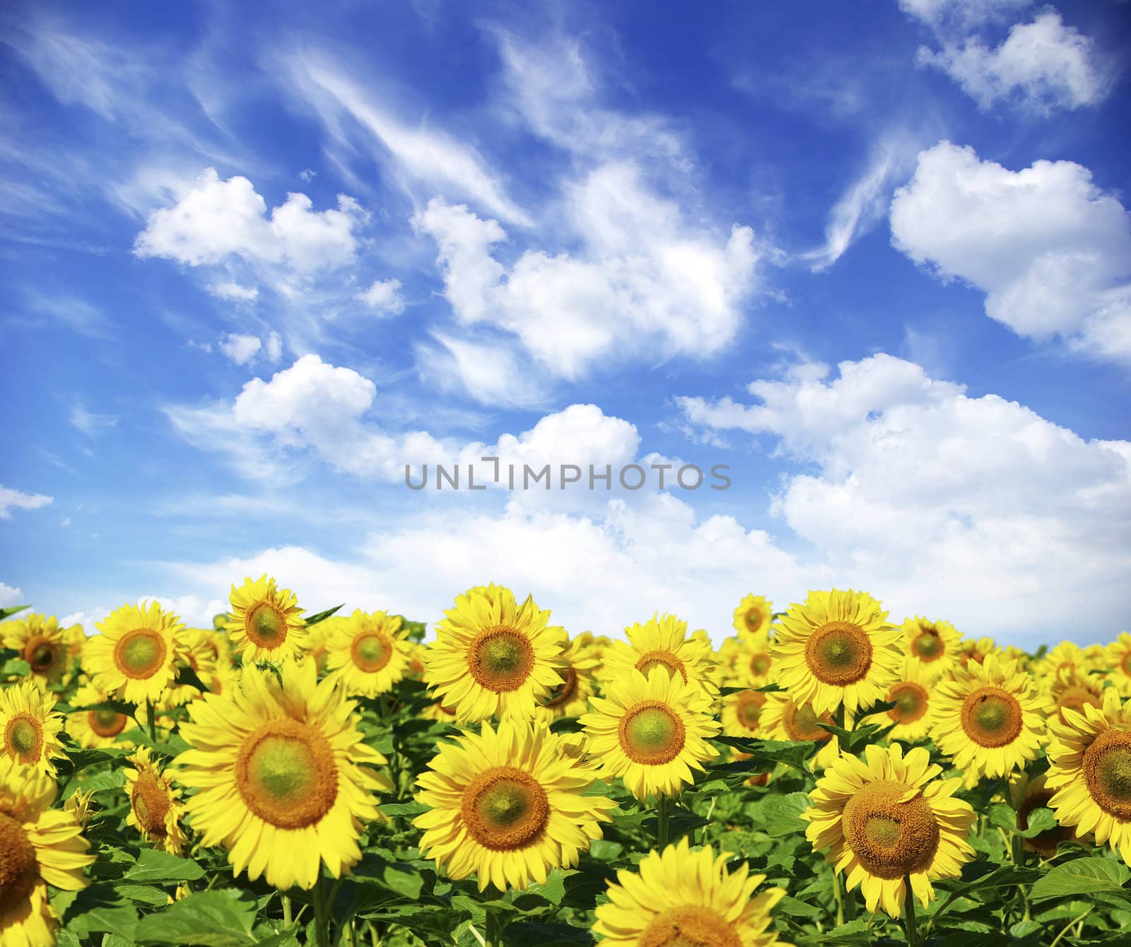 sunflower field over cloudy blue sky