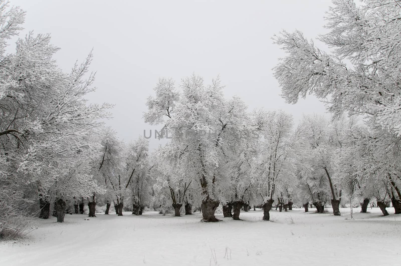 winter landscape of snowy forest