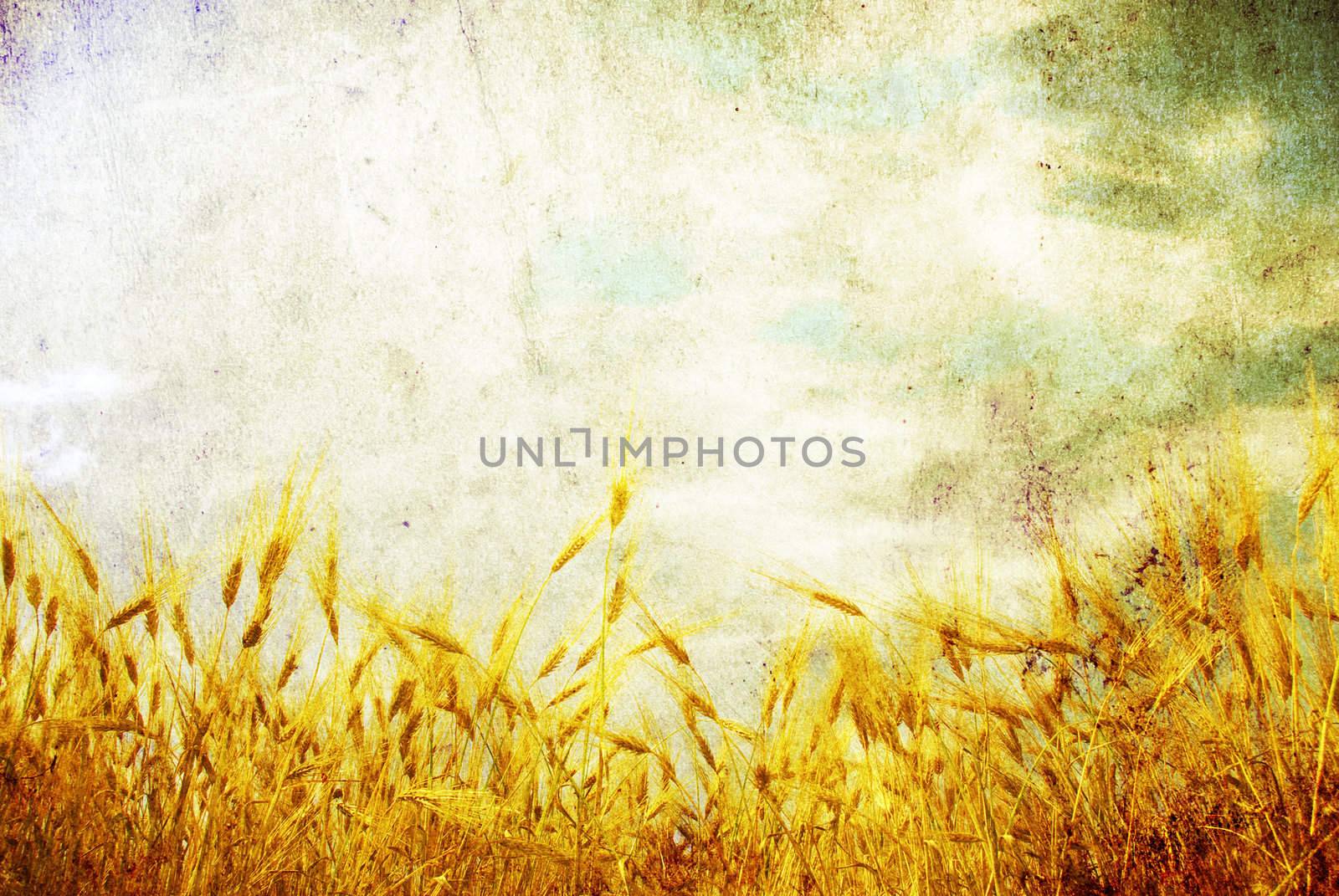 Grunge background with golden wheat in a farm field