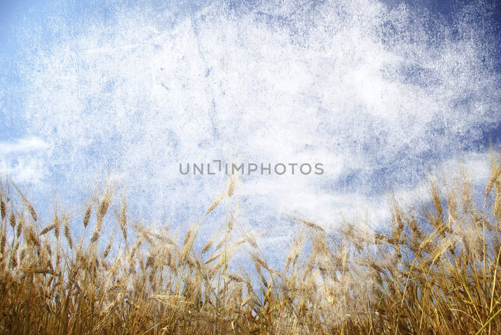Grunge background with golden wheat in a farm field