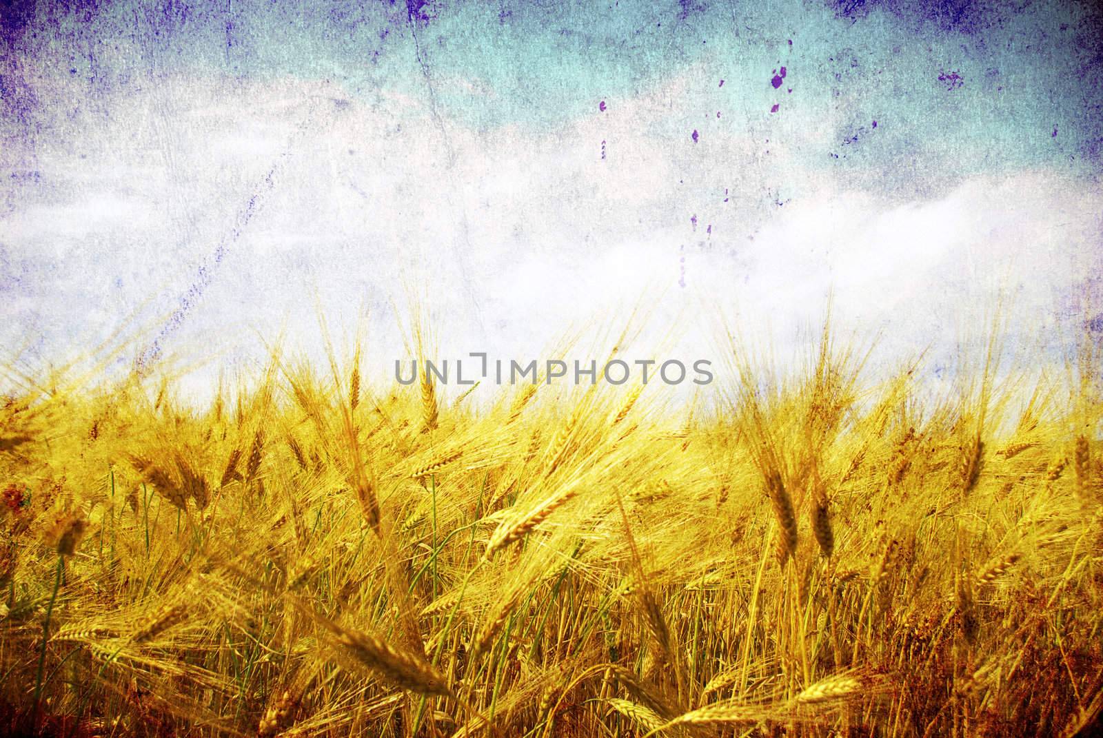Grunge background with golden wheat in a farm field