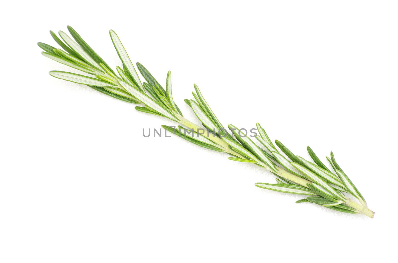 fresh rosemary isolated on white