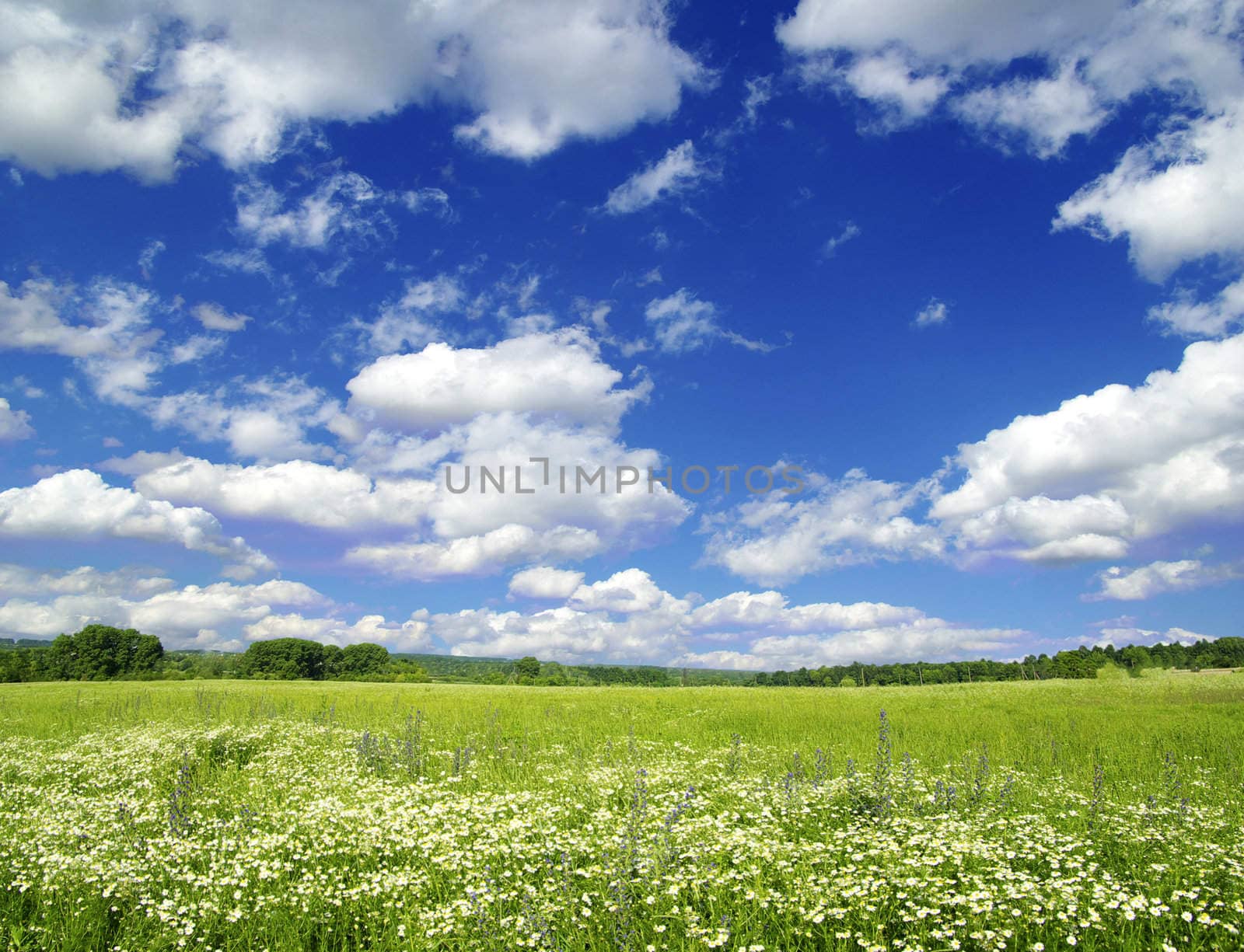 field on a background of the blue sky