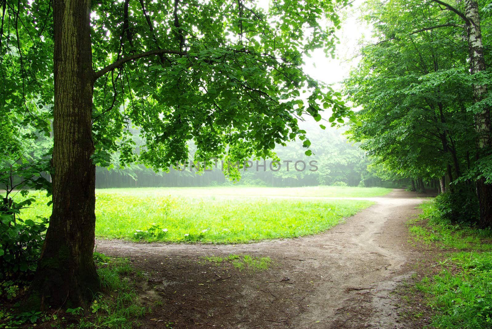 a path is in the green forest