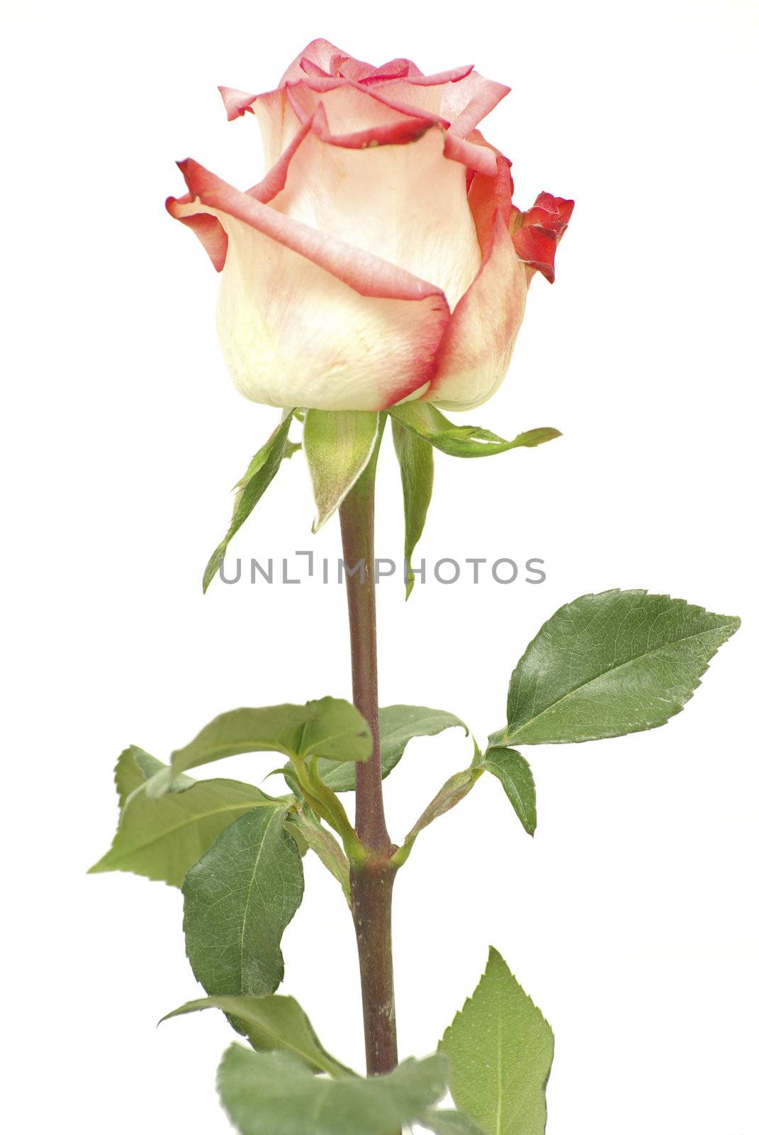 red rose isolated on a white background