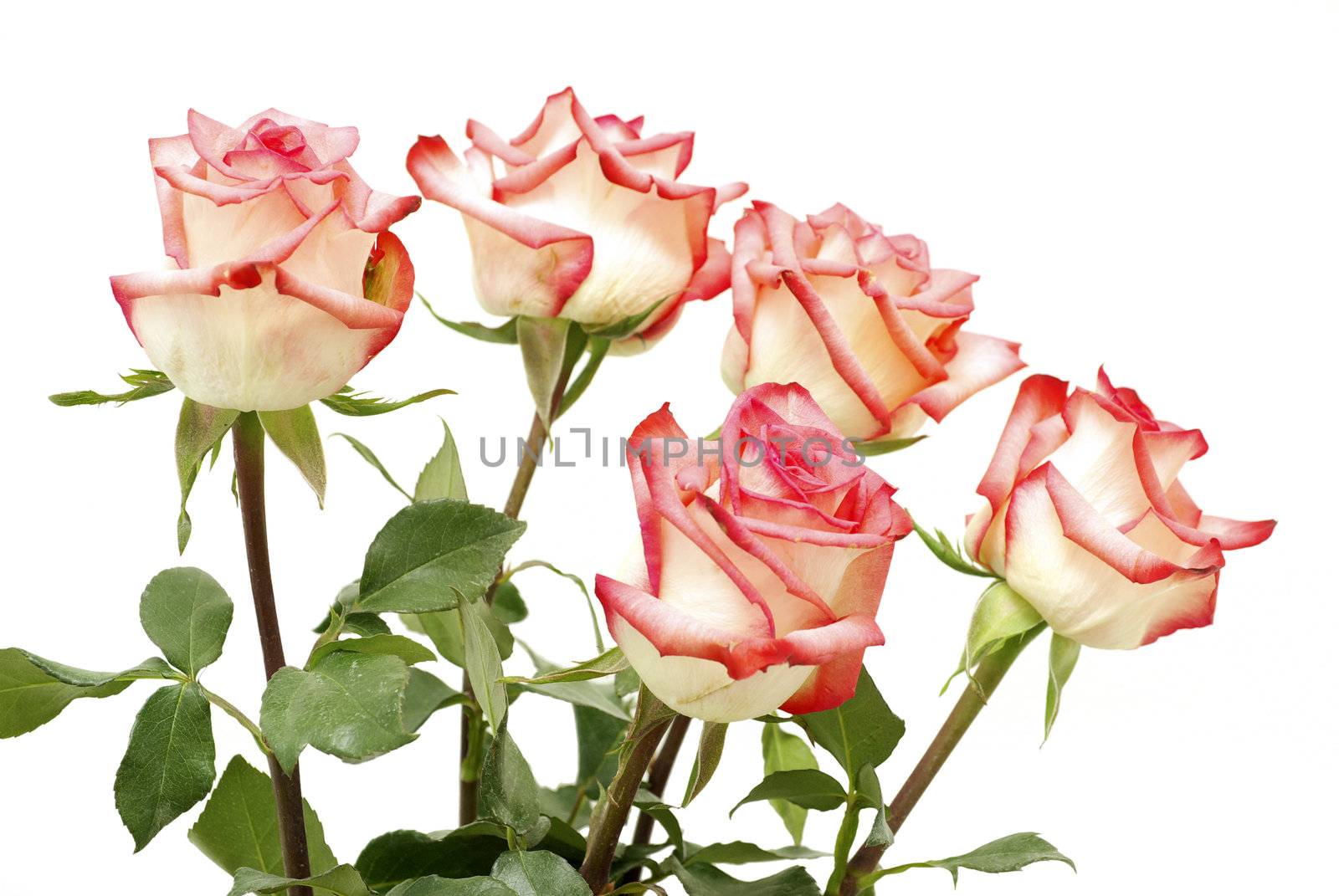 red rose isolated on a white background