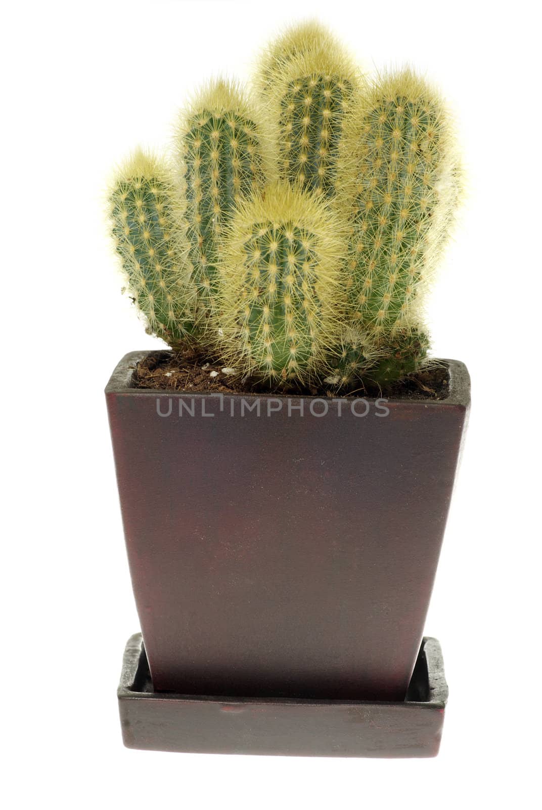 cactus isolated over white background