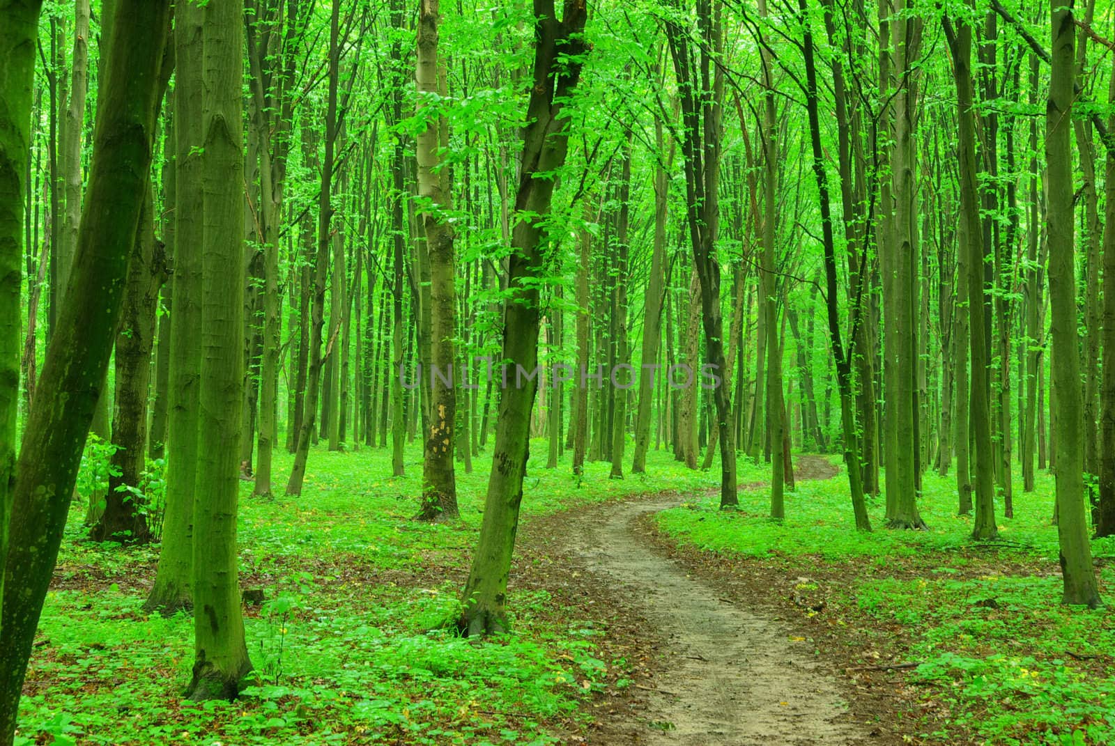 a path is in the green forest
