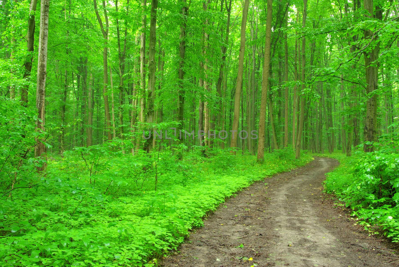 a path is in the green forest