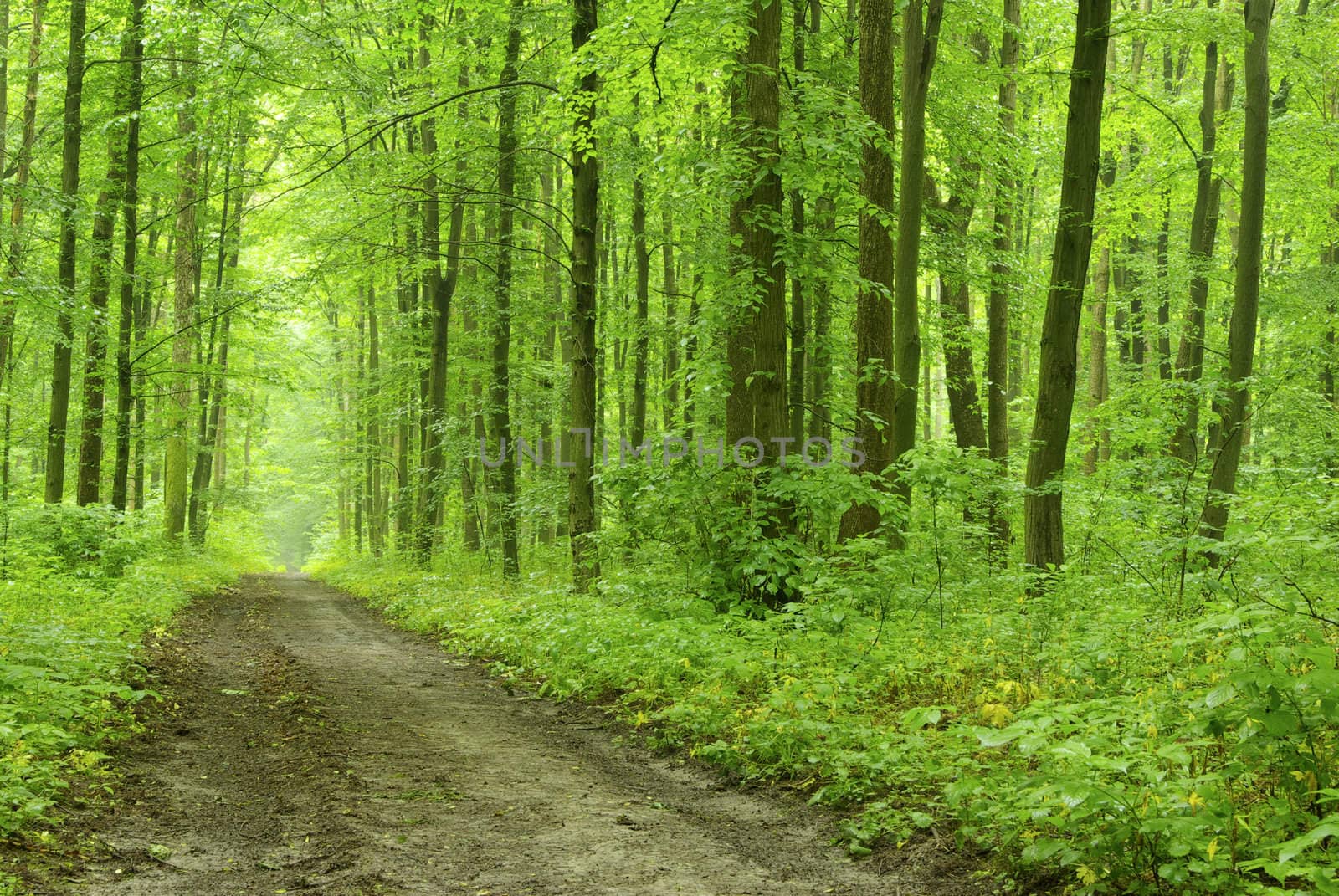 a path is in the green forest